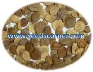 Nyctanthes arbor_tristis Seeds